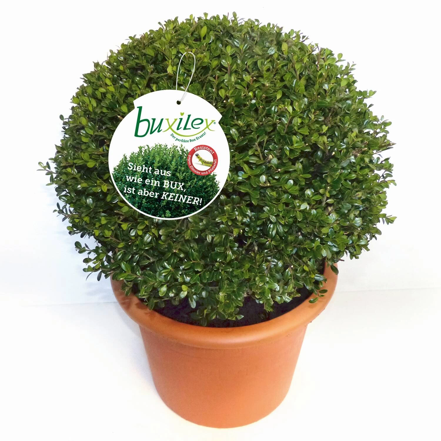 Ilex Crenata 'Buxilex'®