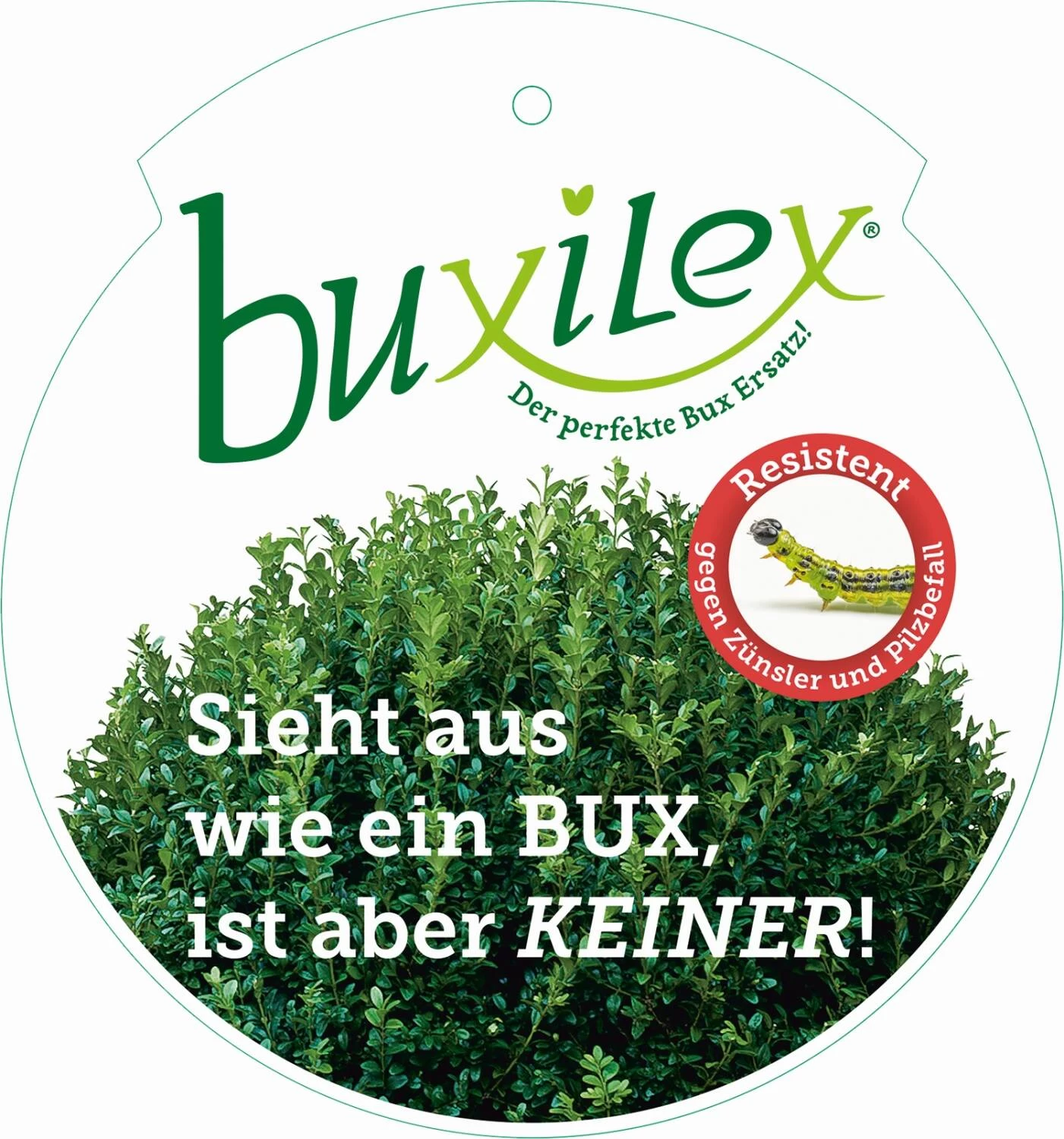 Ilex Crenata 'Buxilex'® – Bild 2