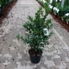 Ilex Meserveae 'Heckenfee'