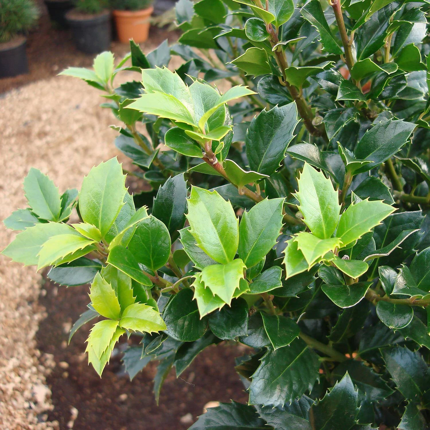 Ilex Meserveae 'Heckenfee' – Bild 2