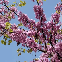 Cercis Siliquastrum
