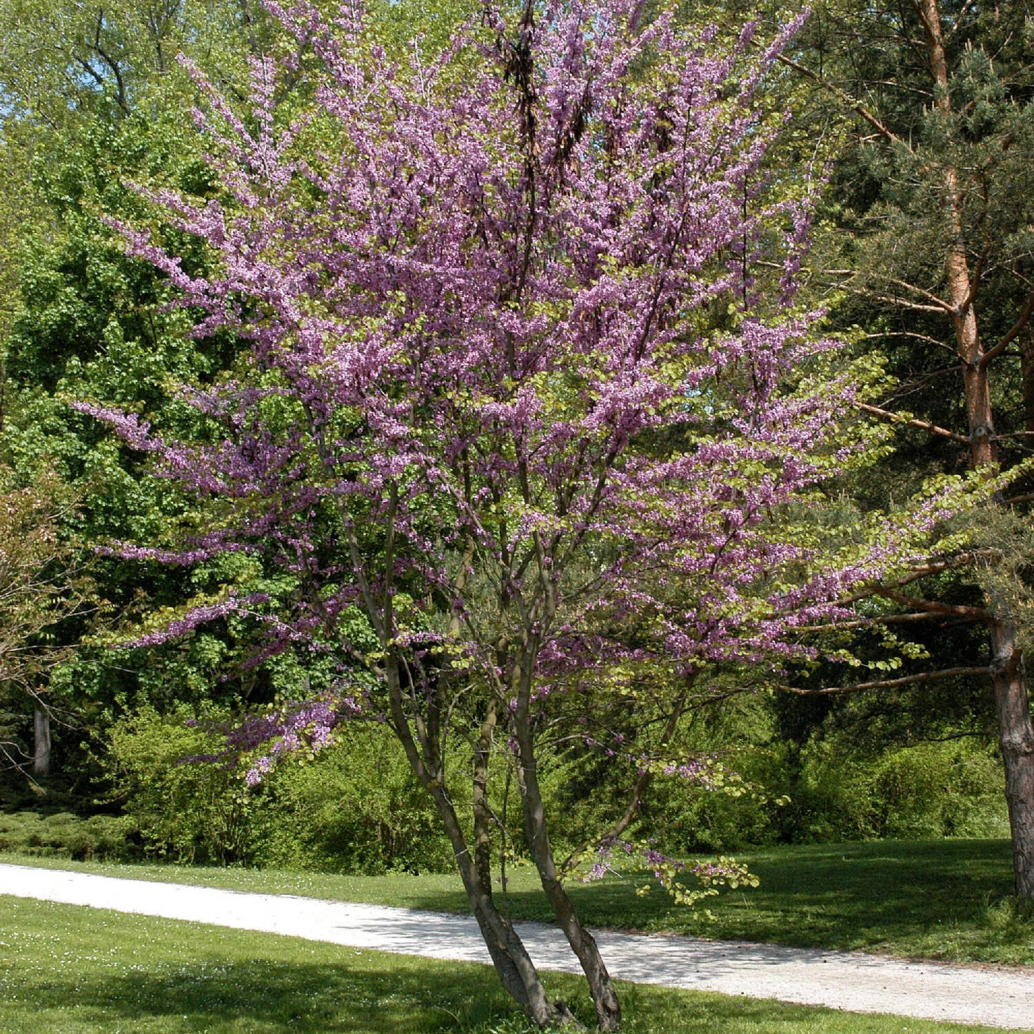 Cercis Siliquastrum – Bild 2