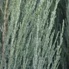 Juniperus Scopulorum 'Blue Arrow'