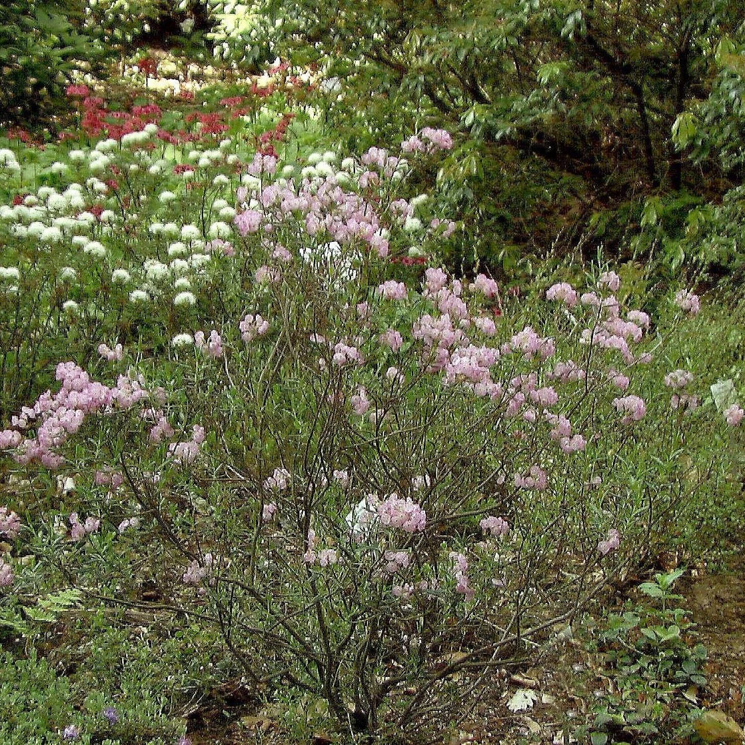 Kalmia Polifolia