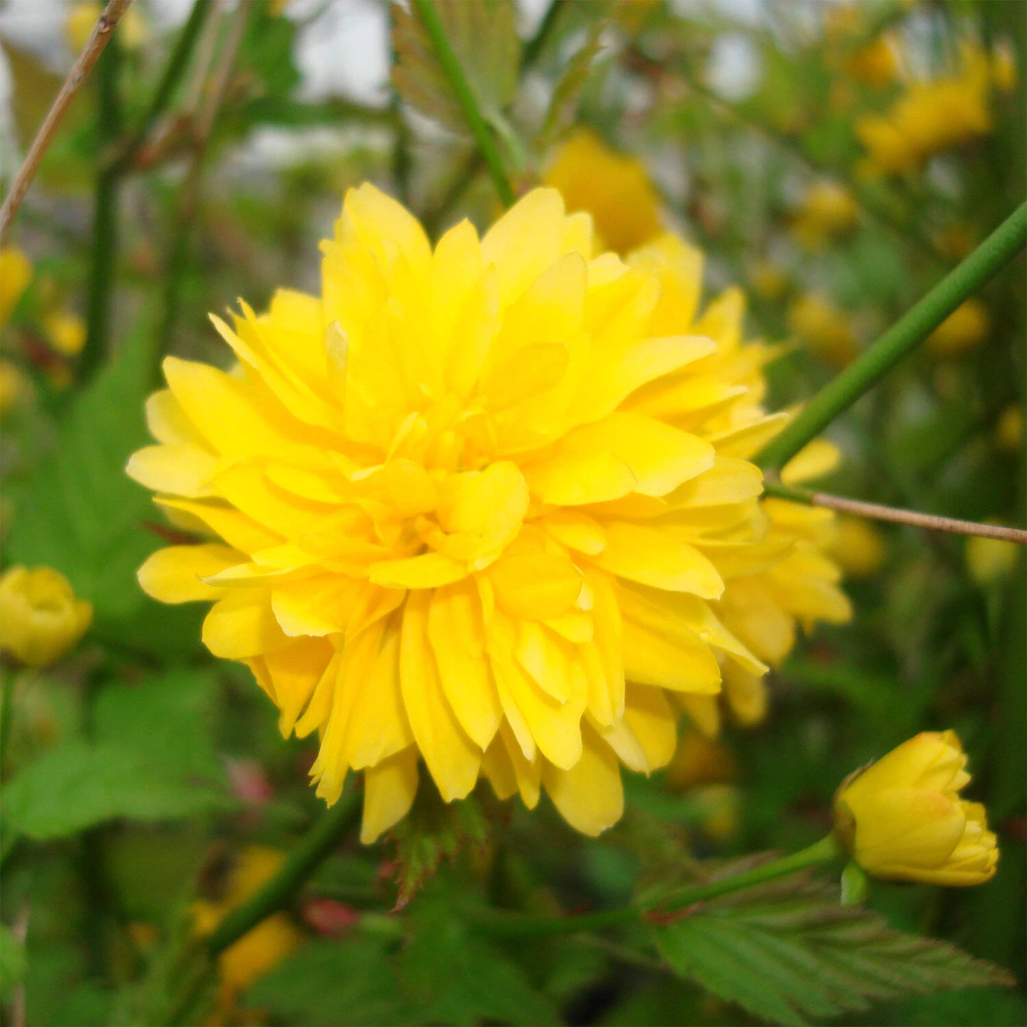 Kerria Japonica 'Pleniflora' – Bild 2