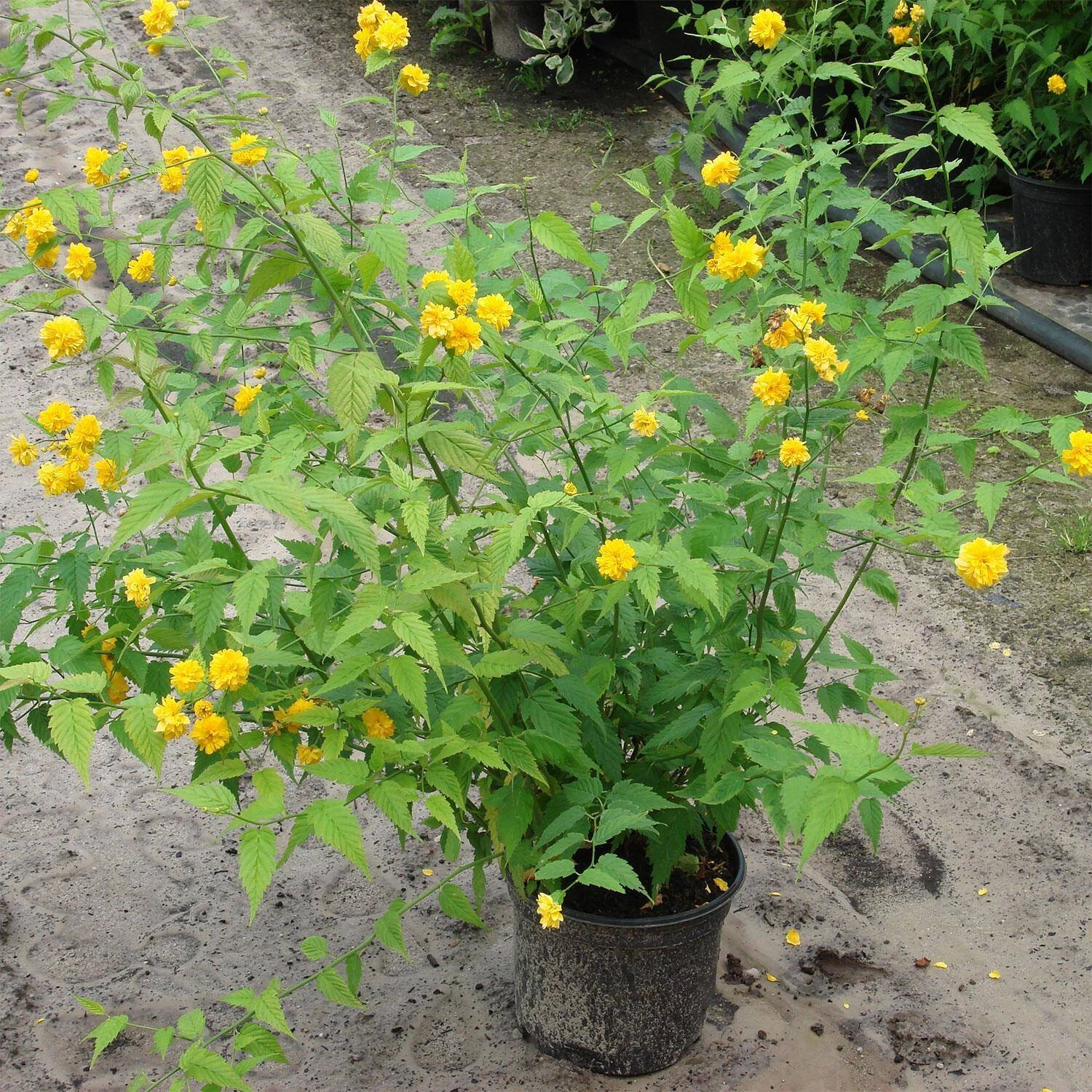 Kerria Japonica 'Pleniflora' – Bild 3