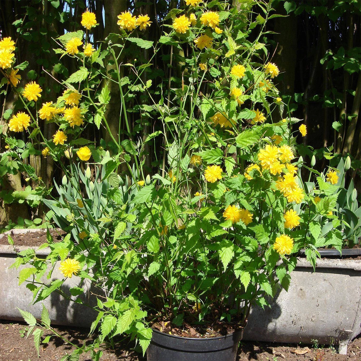 Kerria Japonica 'Pleniflora' – Bild 4