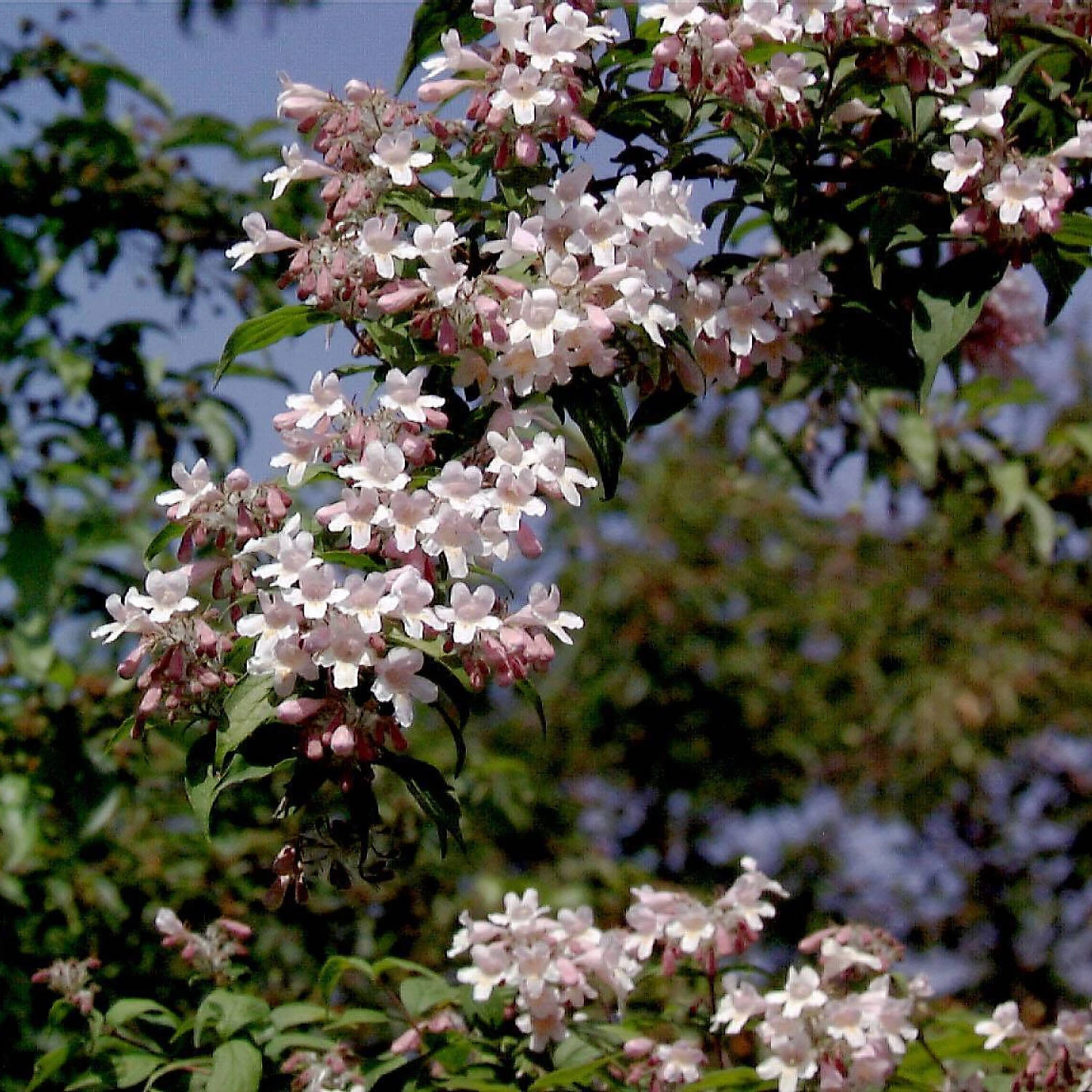 Kolkwitzia Amabilis 'Rosea'