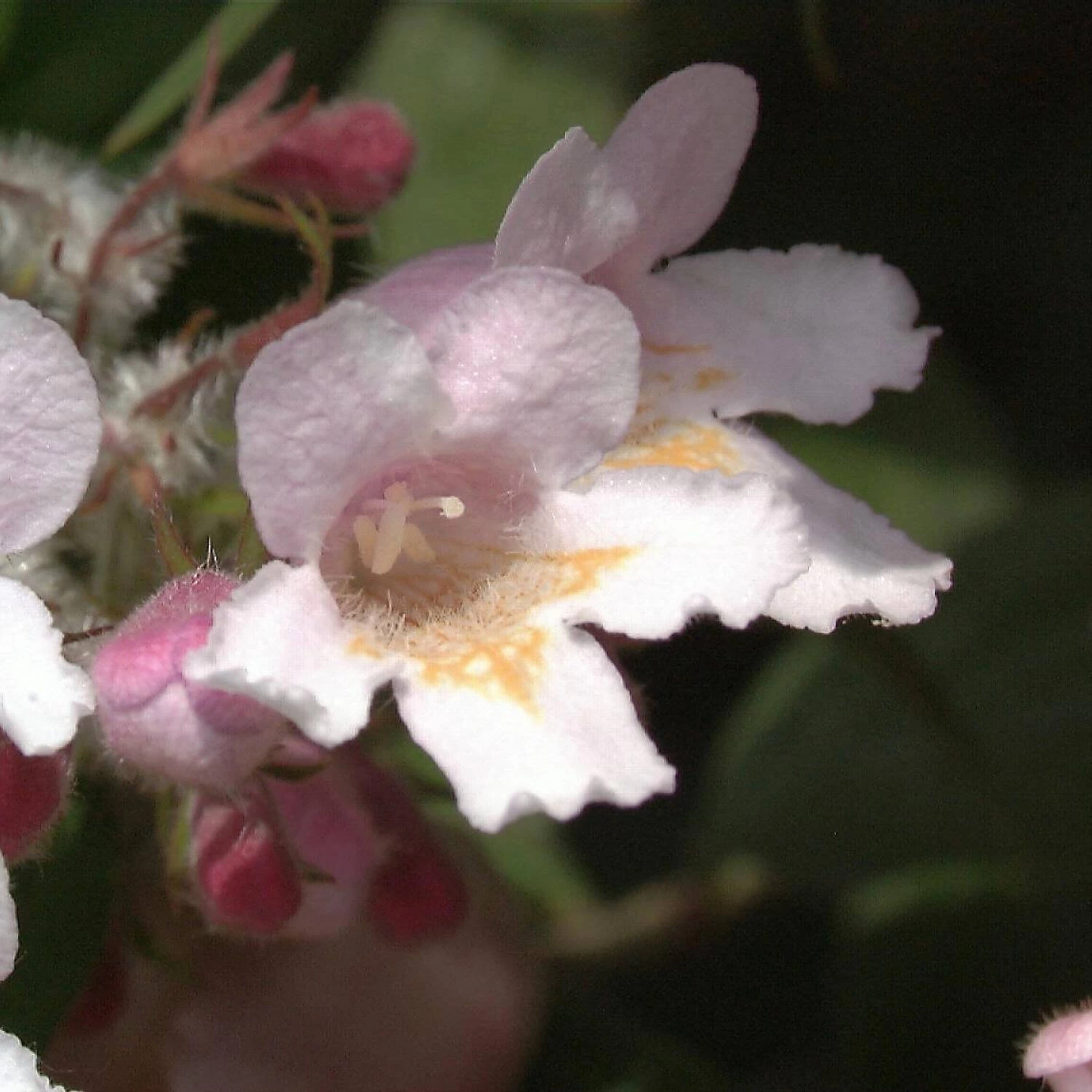 Kolkwitzia Amabilis 'Rosea' – Bild 2