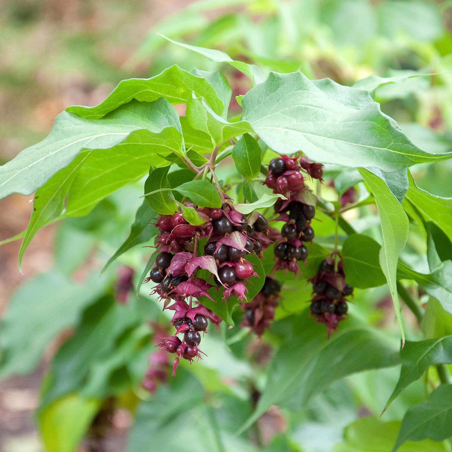 Leycesteria Formosa – Bild 2
