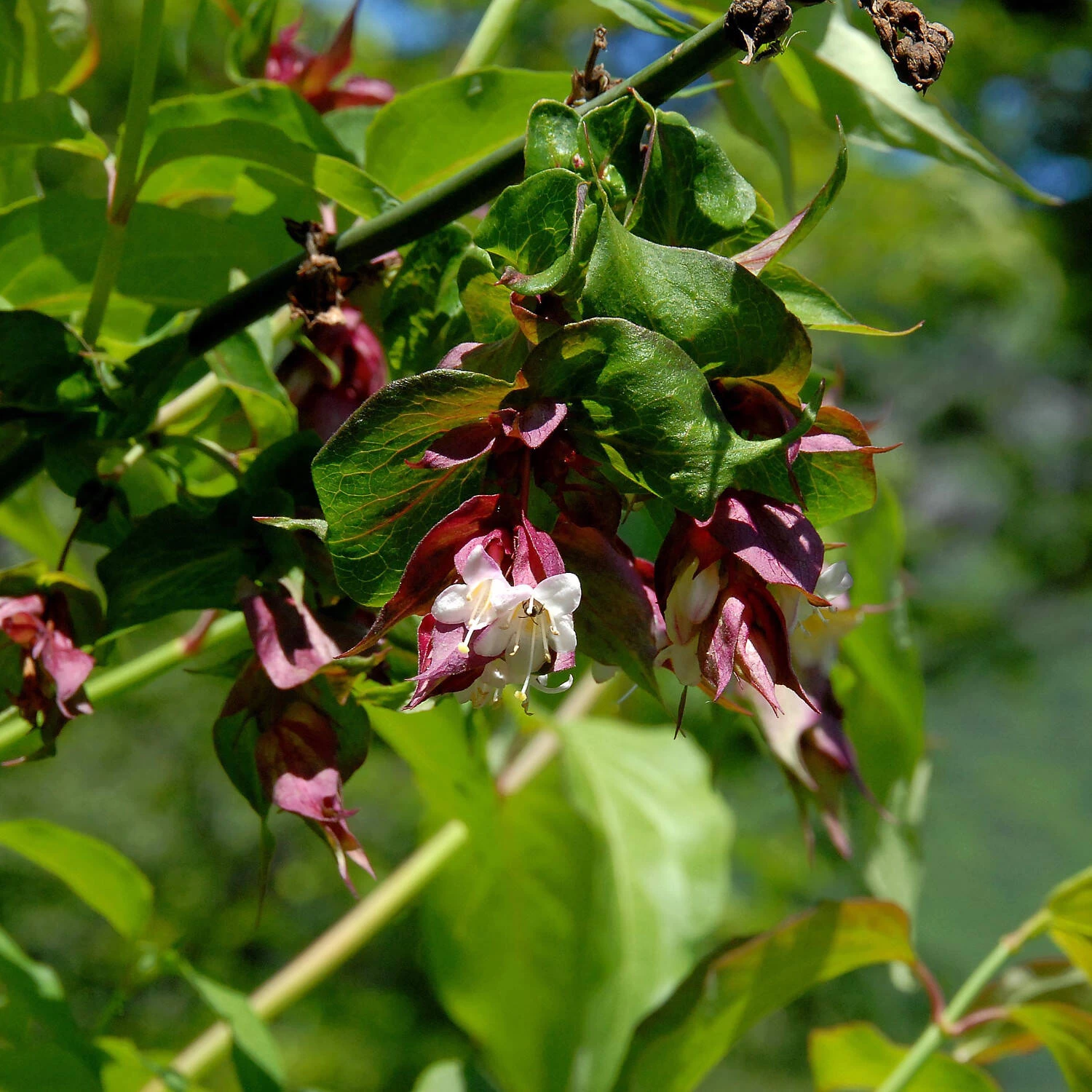 Leycesteria Formosa – Bild 3