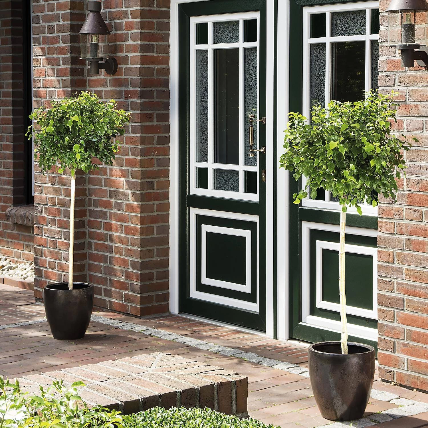 Betula Pendula 'Magical Globe'