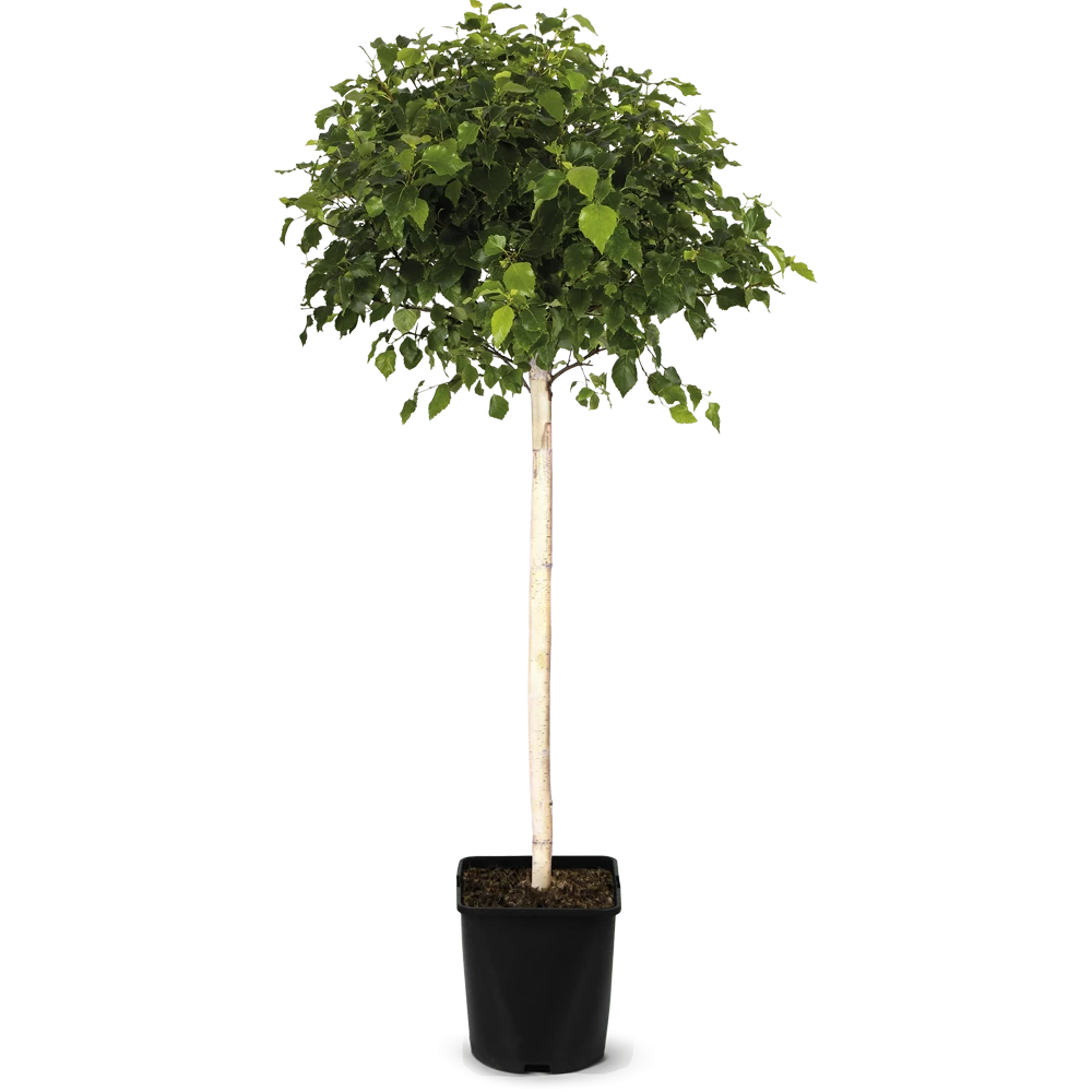 Betula Pendula 'Magical Globe' – Bild 2