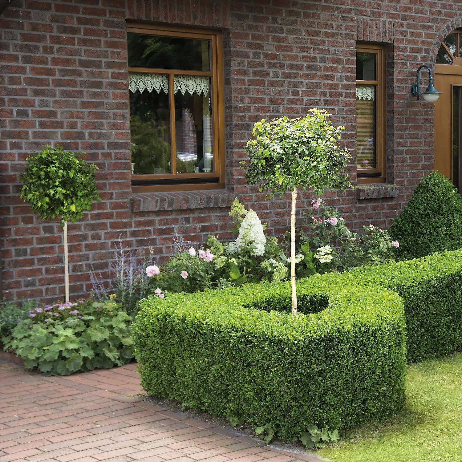 Betula Pendula 'Magical Globe' – Bild 3