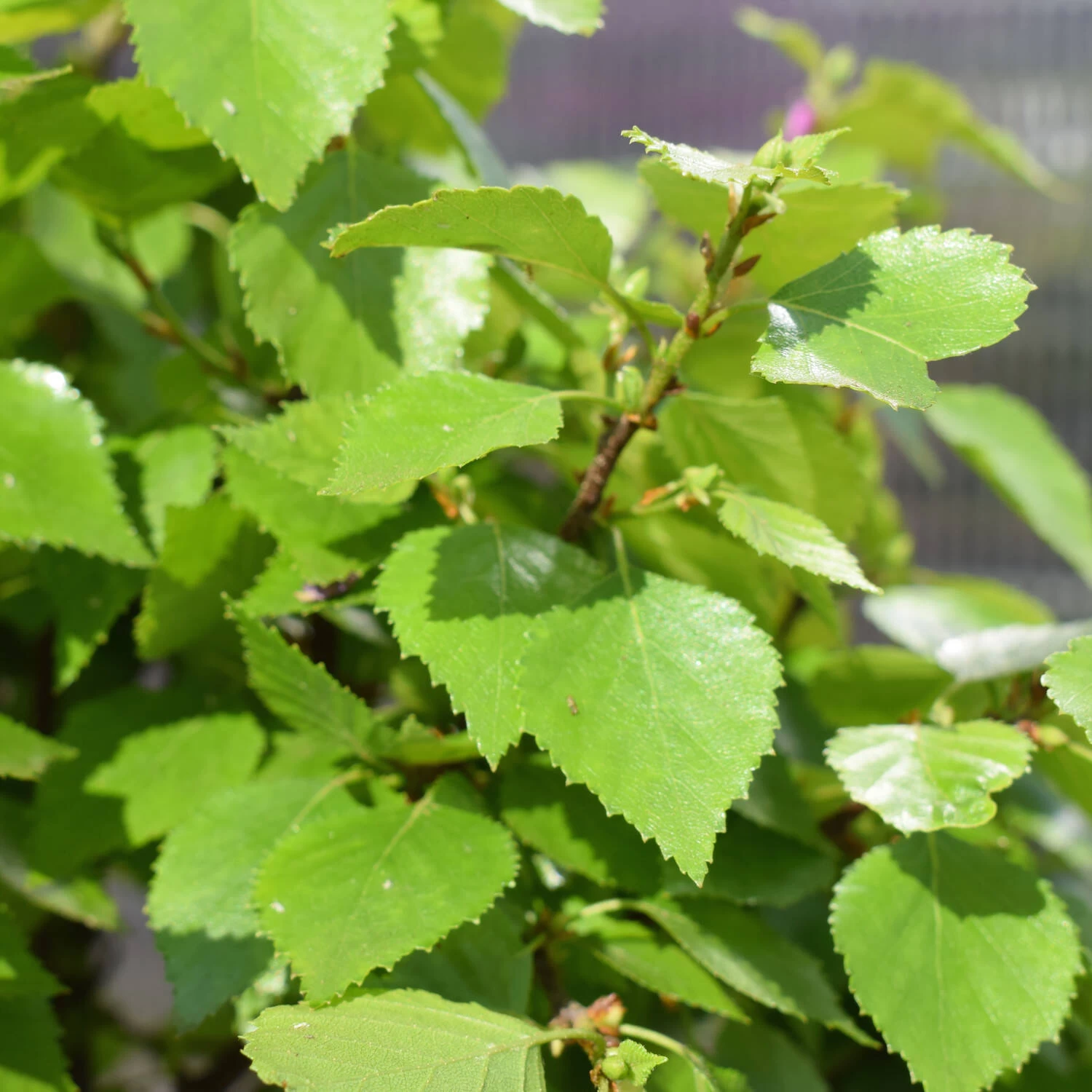 Betula Pendula 'Magical Globe' – Bild 4
