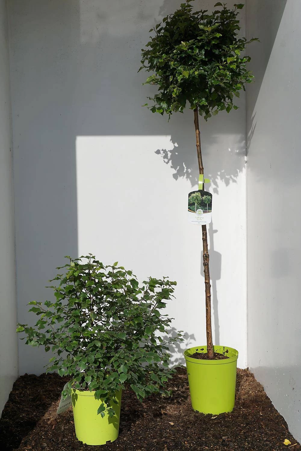 Betula Pendula 'Magical Globe' – Bild 6