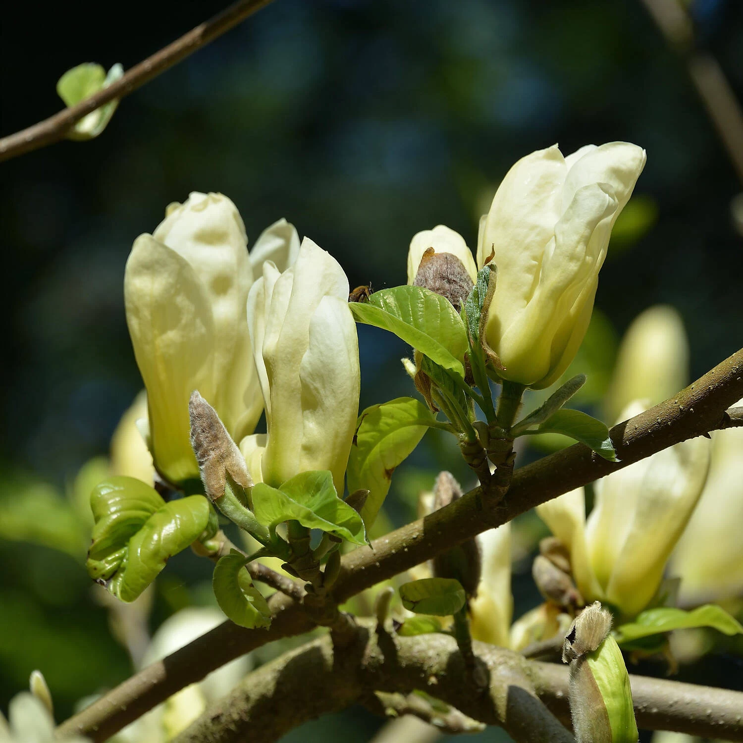 Magnolia Acuminata 'Elizabeth'