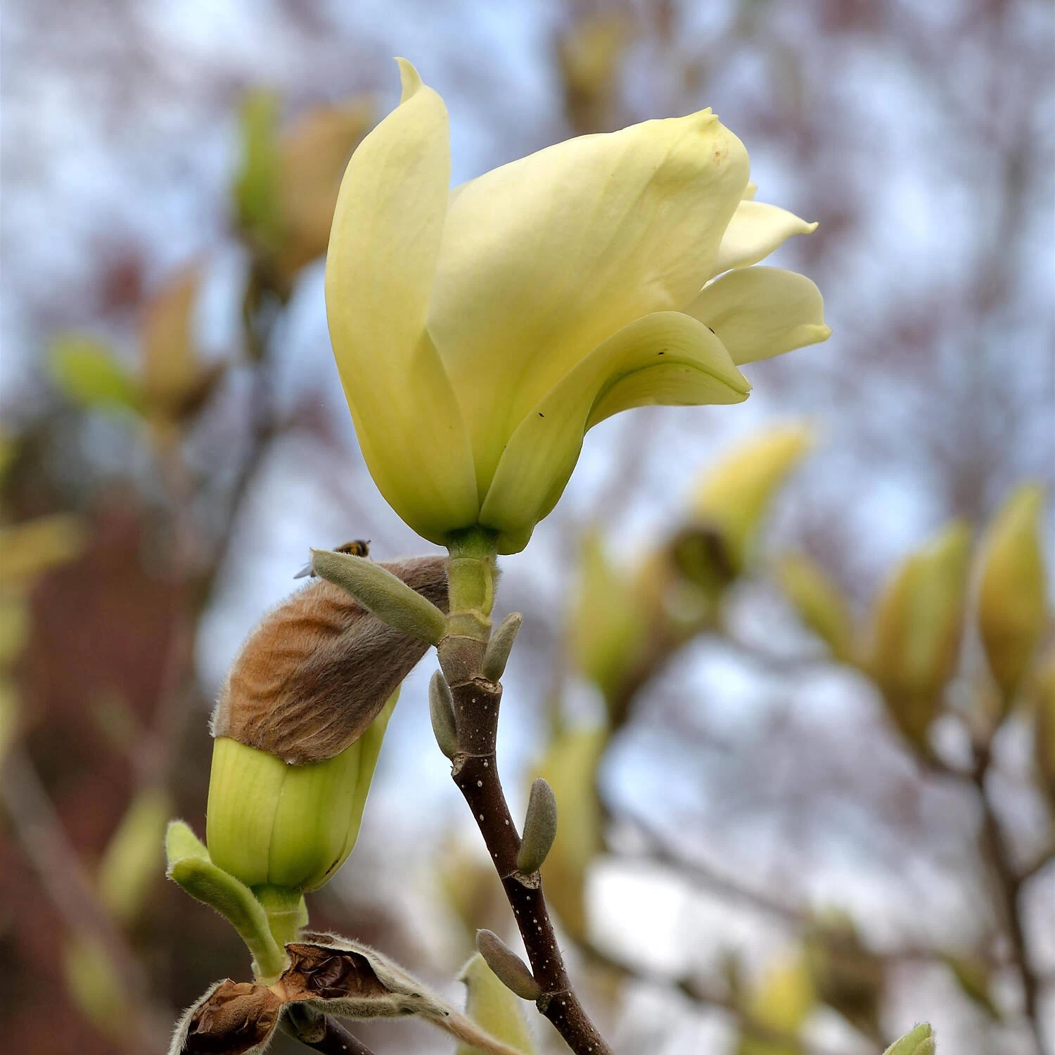 Magnolia Acuminata 'Elizabeth' – Bild 2