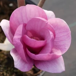 Magnolia 'Black Tulip'
