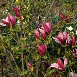 Magnolia Liliiflora 'Nigra'