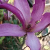 Magnolia Liliiflora 'Susan'