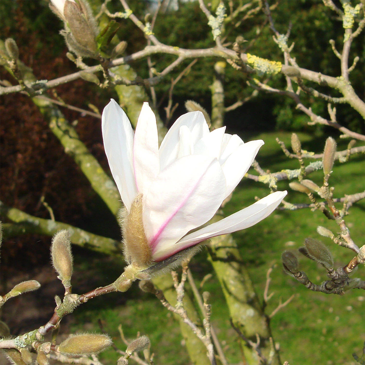 Magnolia Soulangiana – Bild 2