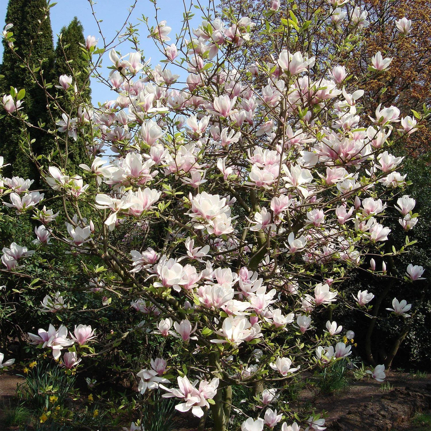 Magnolia Soulangiana – Bild 4