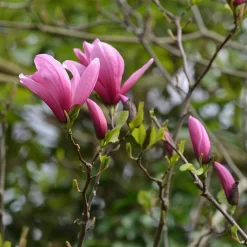 Magnolia Sprengeri 'Galaxy'