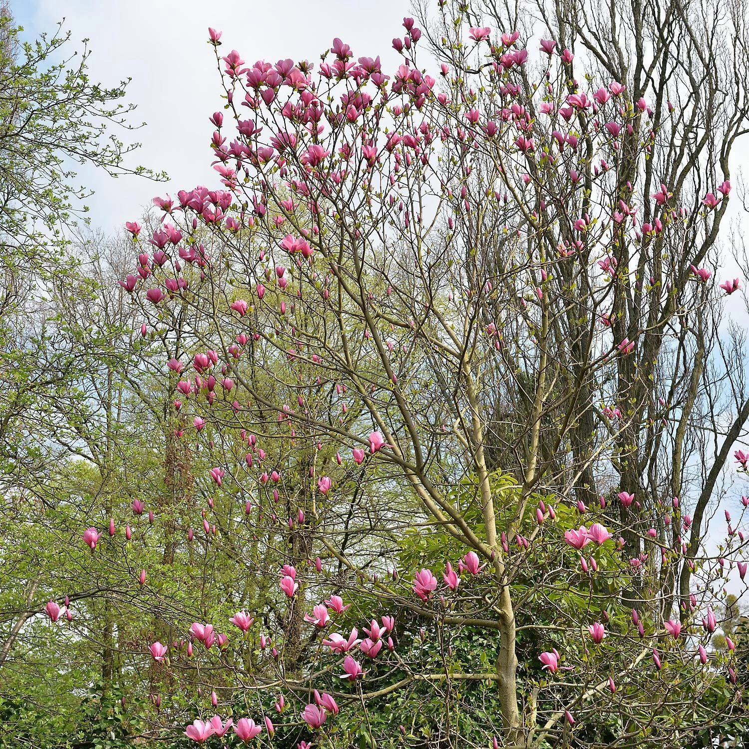 Magnolia Sprengeri 'Galaxy' – Bild 2