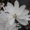 Magnolia Stellata