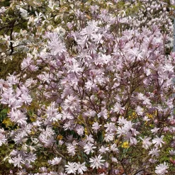Magnolia Stellata 'George Henry Kern'