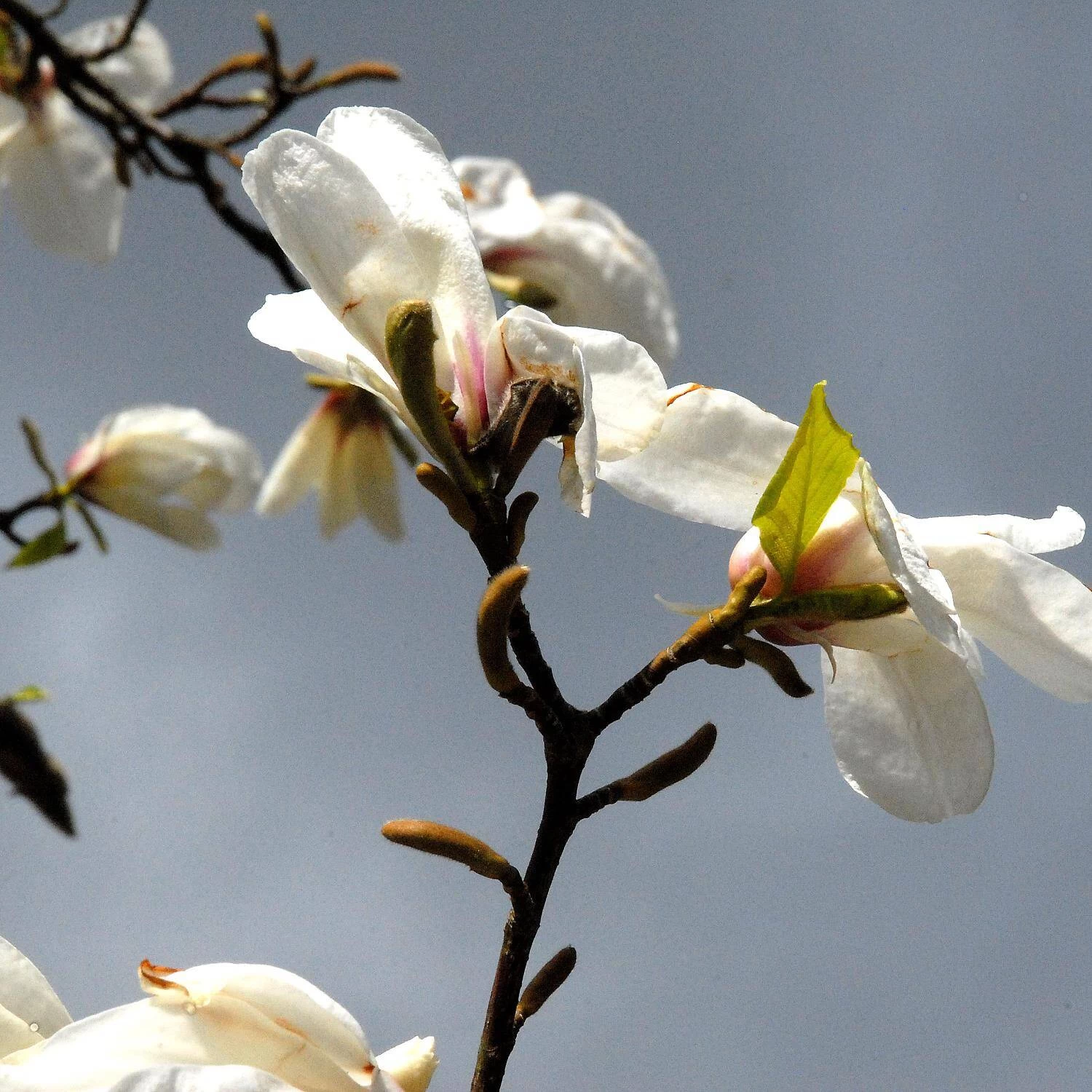 Magnolia Stellata 'Rosea'