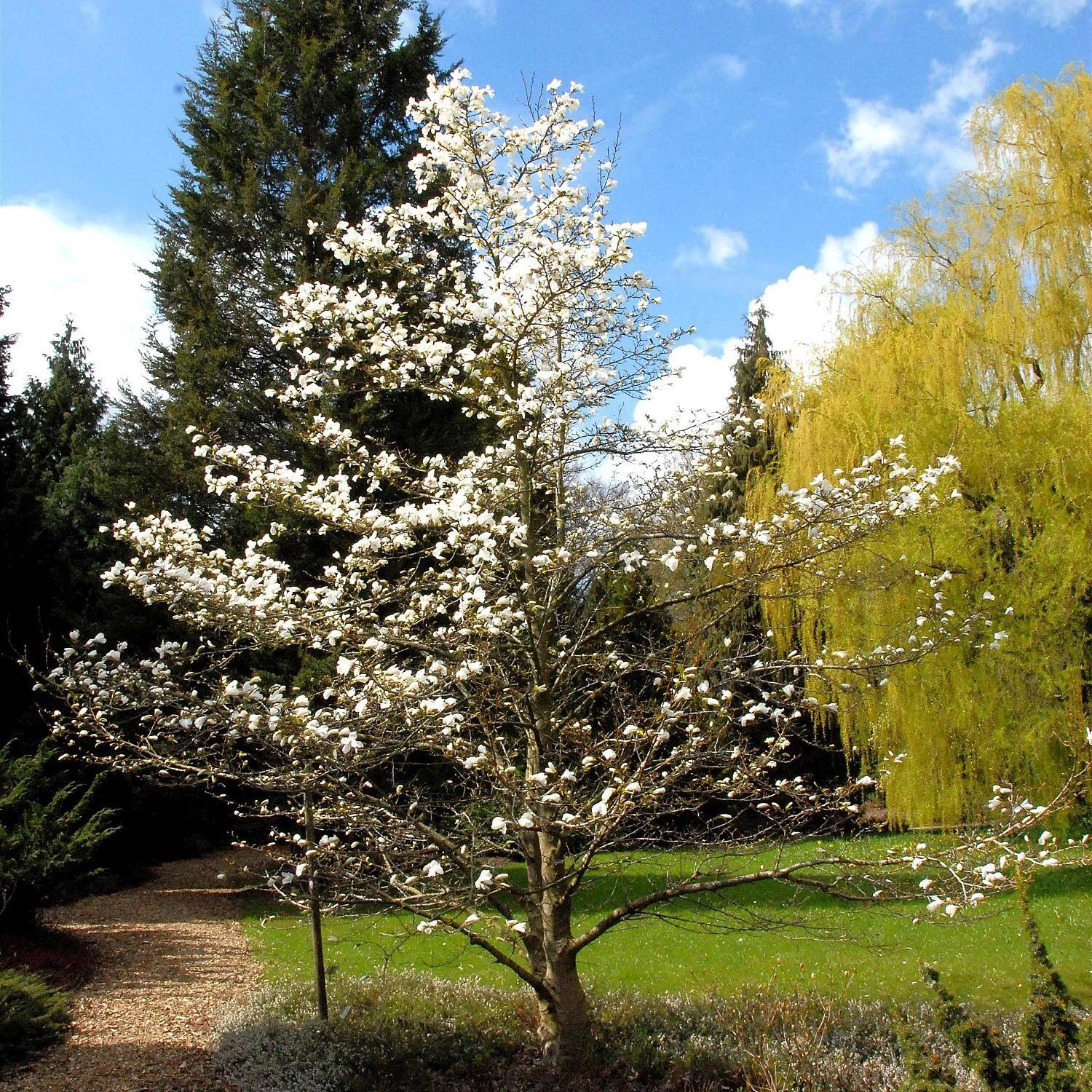 Magnolia Stellata 'Rosea' – Bild 2