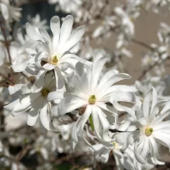 Magnolia Stellata 'Royal Star'