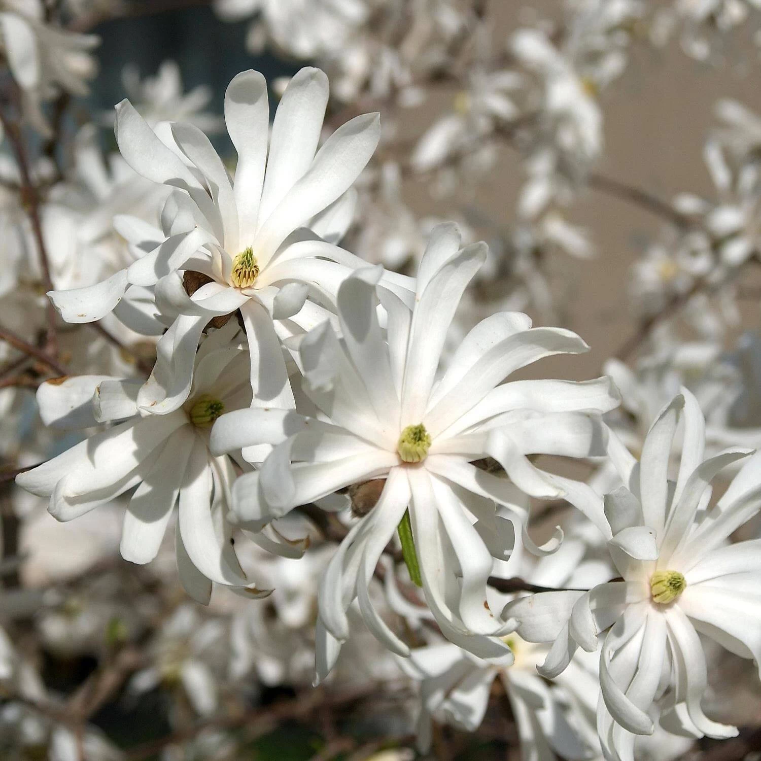 Magnolia Stellata 'Royal Star'