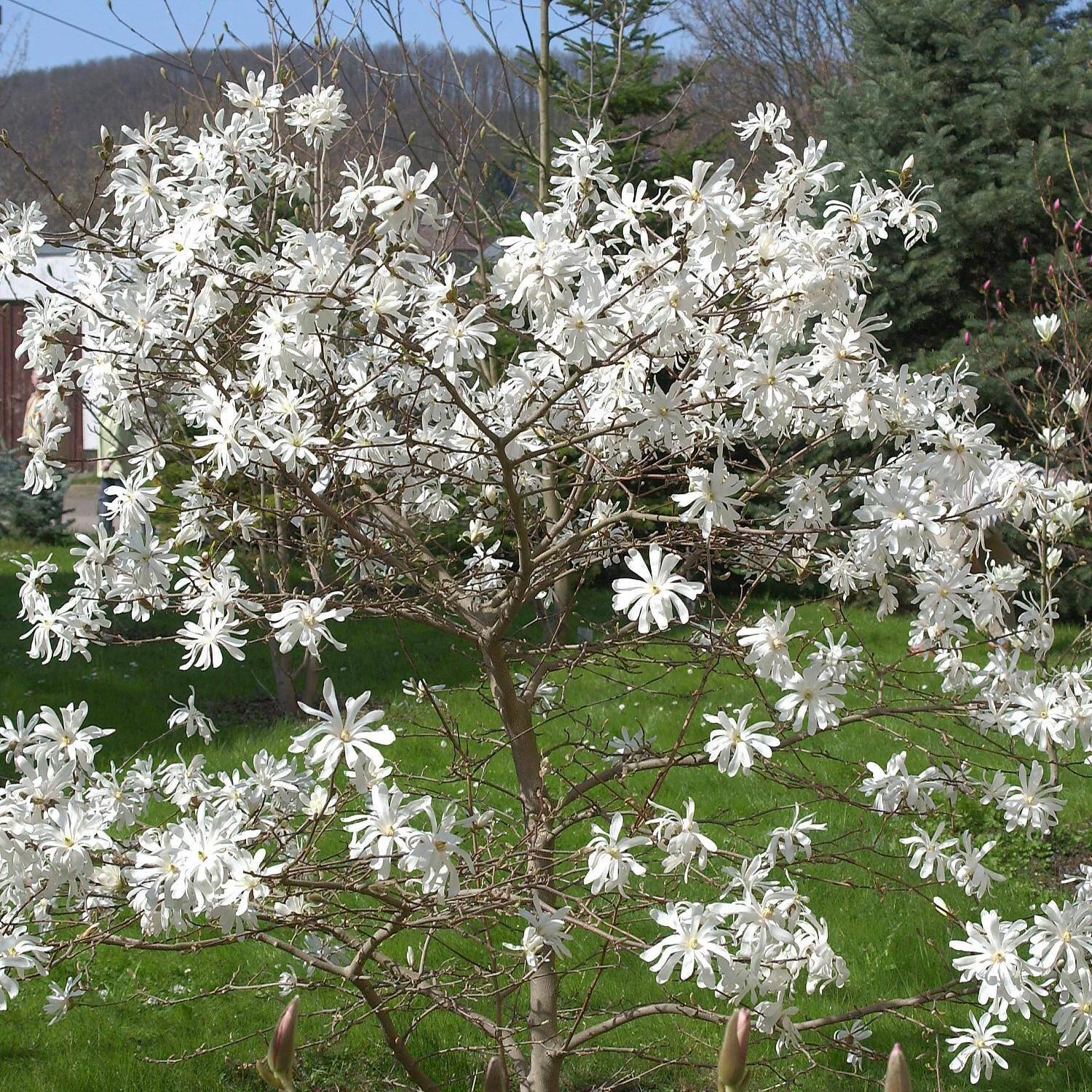 Magnolia Stellata 'Royal Star' – Bild 2