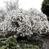 Magnolia Stellata 'Waterlily'