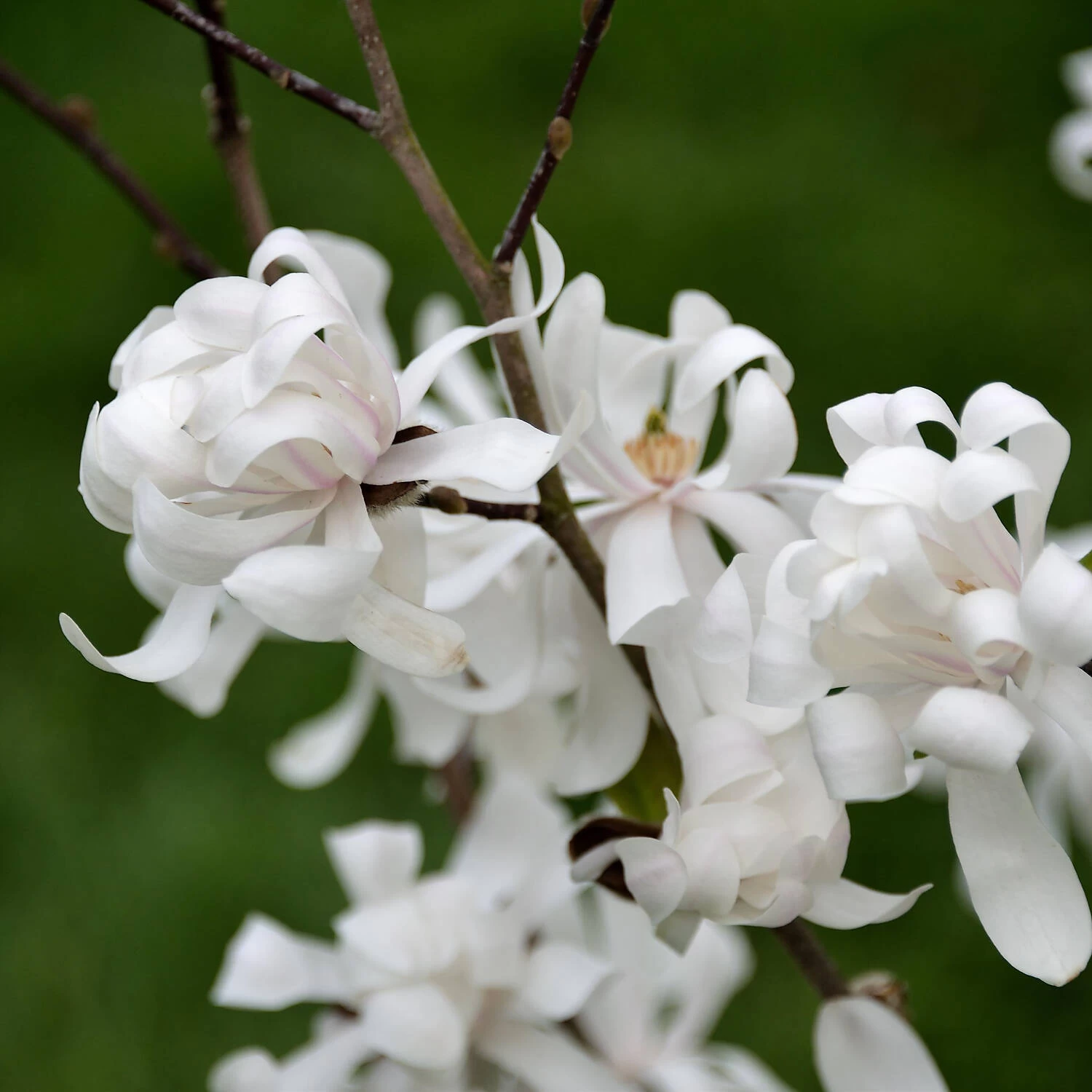 Magnolia Stellata 'Waterlily' – Bild 2
