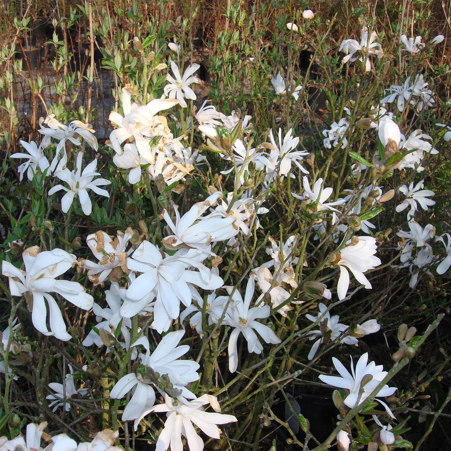 Magnolia Stellata – Bild 2