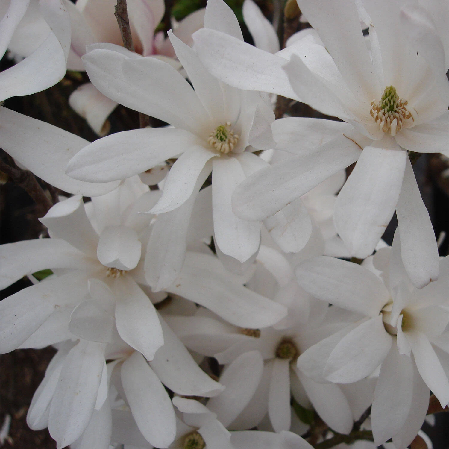 Magnolia Stellata – Bild 3