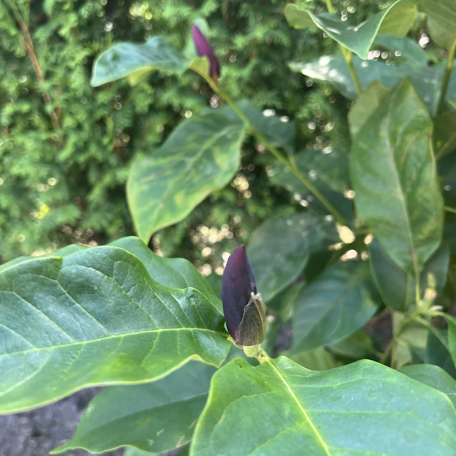 Magnolia 'Oriental Night'