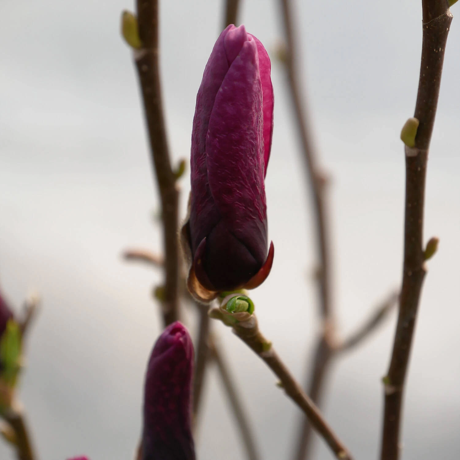 Magnolia 'Oriental Night' – Bild 2