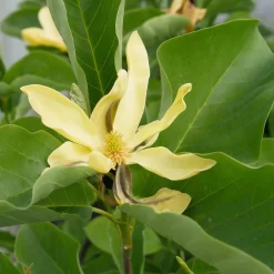 Magnolia 'Yellow River'