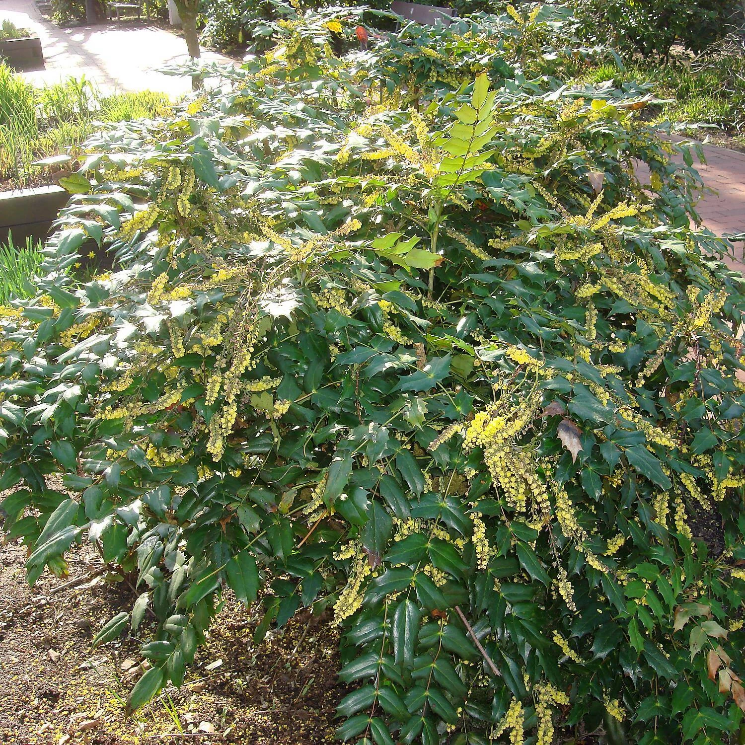 Mahonia Media 'Winter Sun'