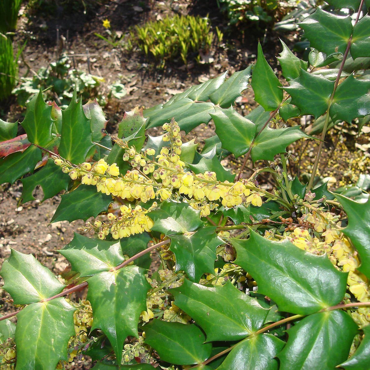 Mahonia Media 'Winter Sun' – Bild 2