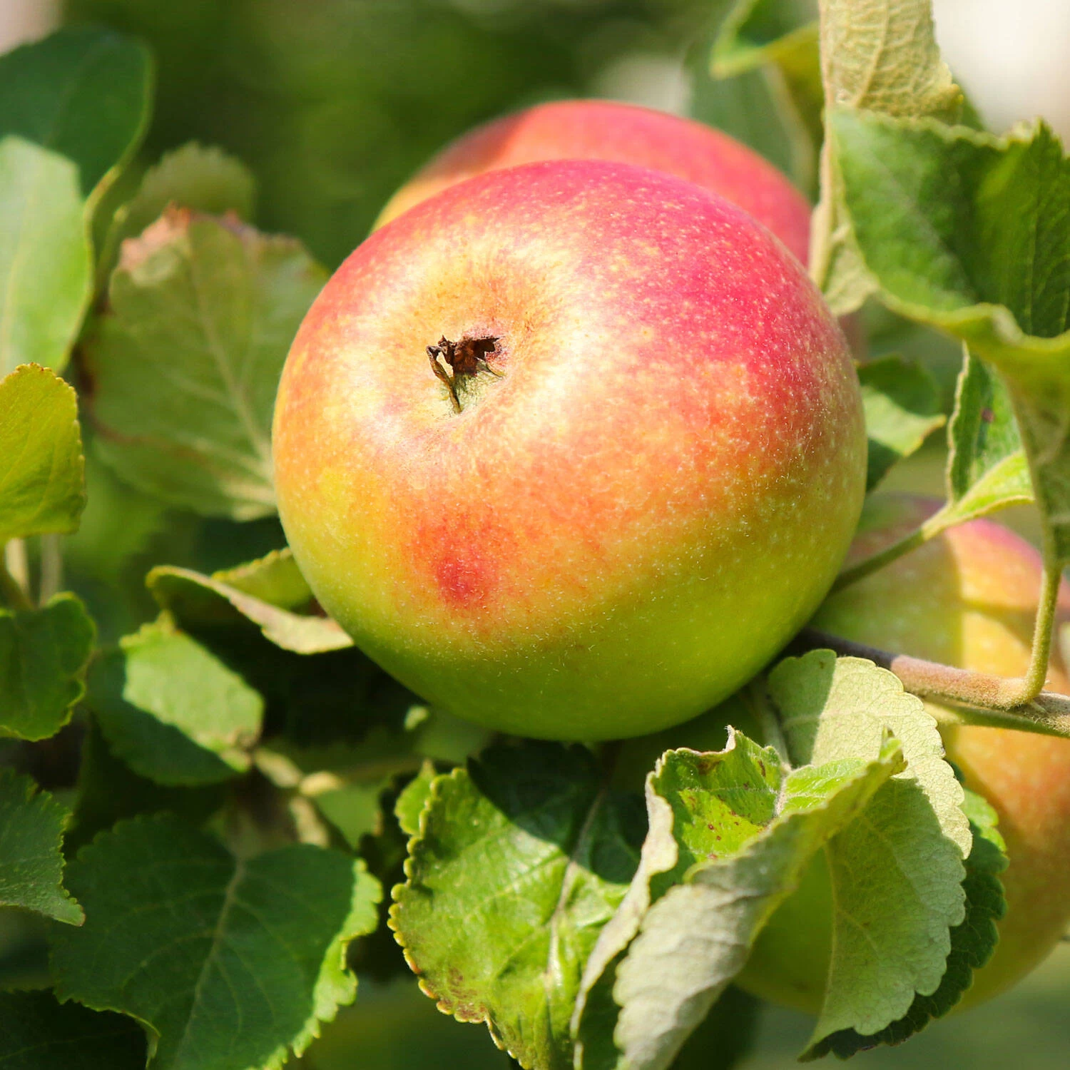 Malus Domestica 'Alkmene' – Bild 2