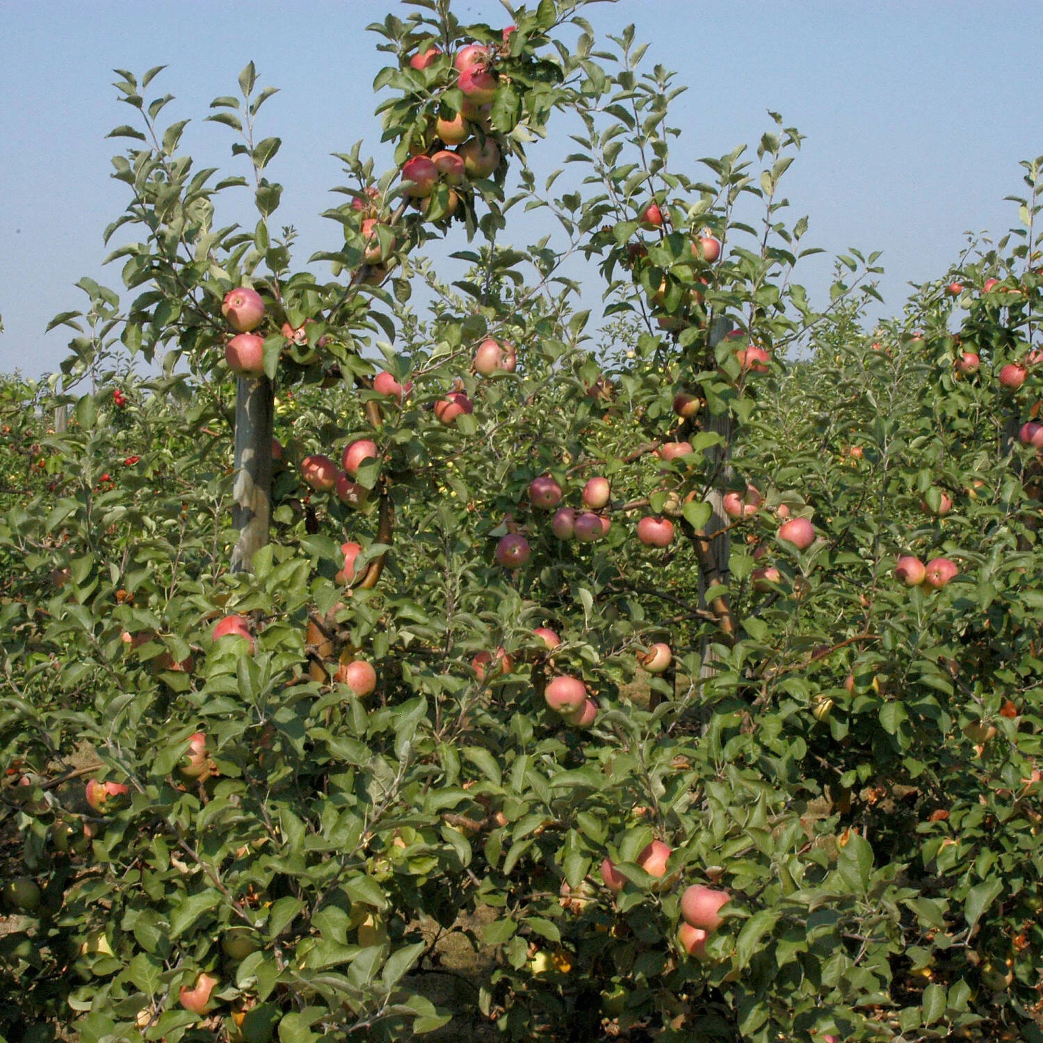 Malus Domestica 'Cox Orange'