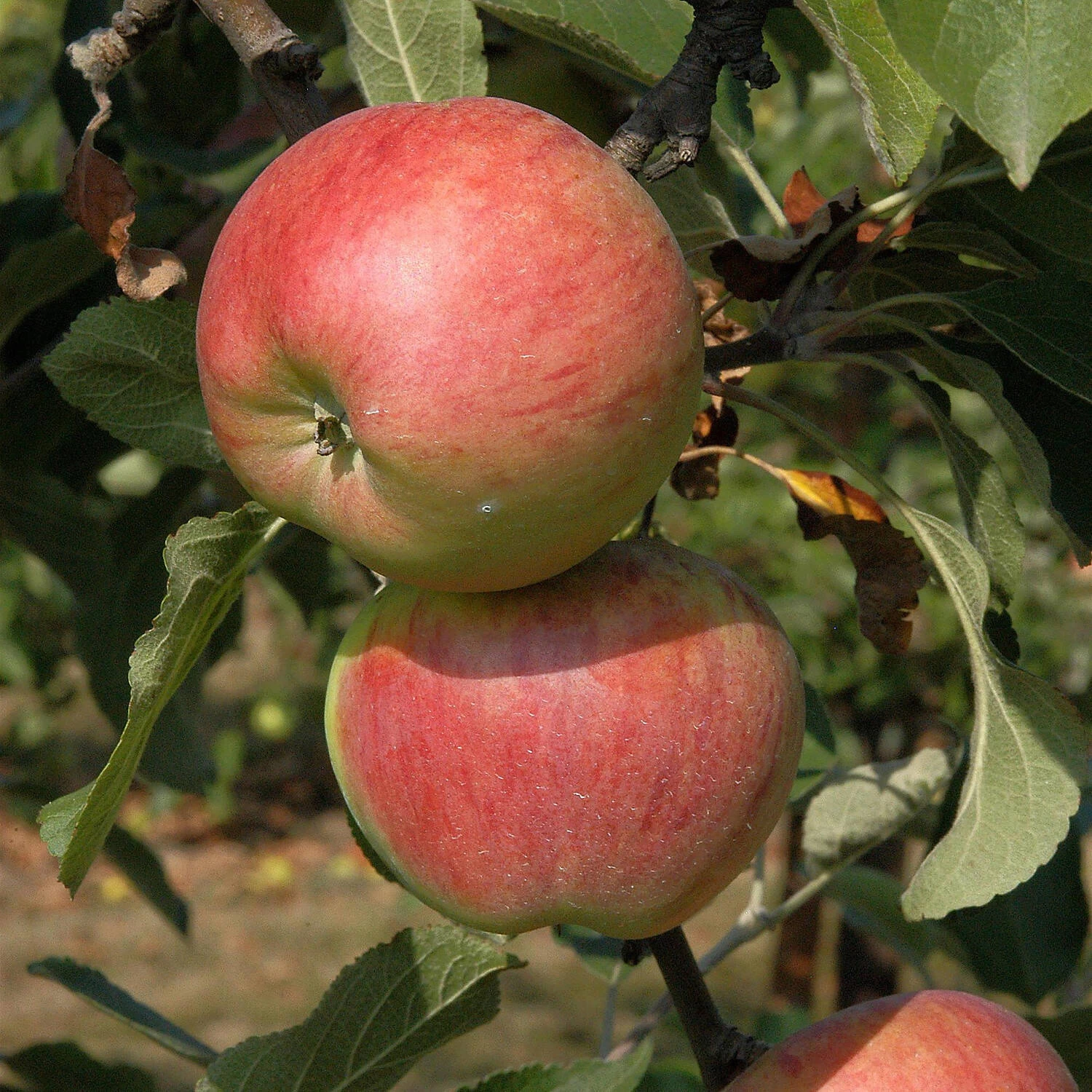 Malus Domestica 'Cox Orange' – Bild 2