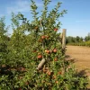 Malus Domestica 'Elstar'