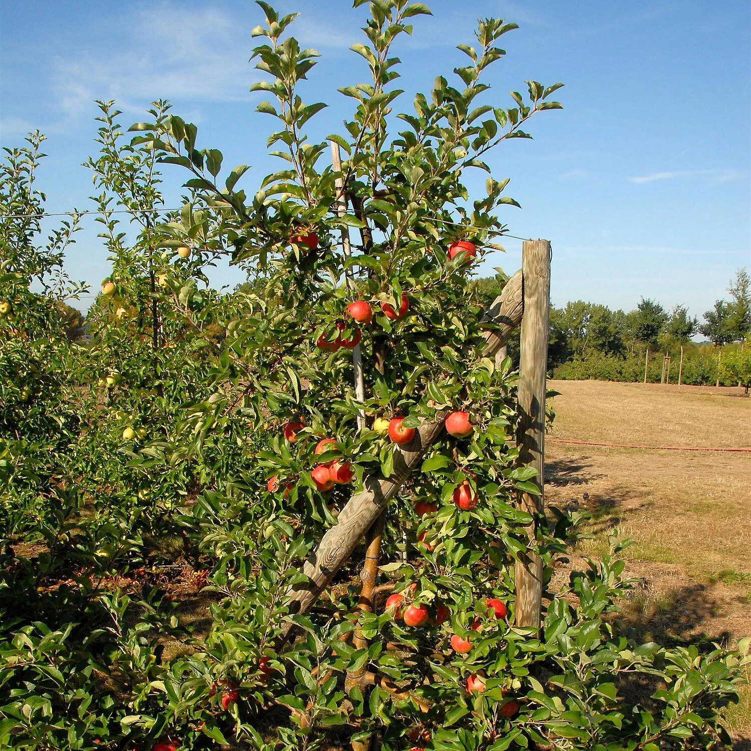 Malus Domestica 'Elstar'